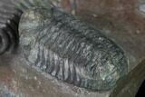 Huge, Cyphaspides Trilobite With Two Austerops - Jorf, Morocco #169645-6